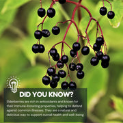 Vita Globe Elderberry immunity support gummy vitamins rich in antioxidants